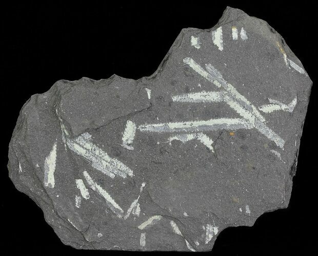 Fossil Graptolites (Didymograptus) - Great Britain #66625